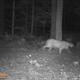 Illustration for article titled Cougars Will Repopulate American Midwest In Next 25 Years